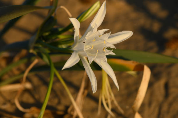 istock Delicate white flower blooming at sunset on a sandy landscape. 2184213369