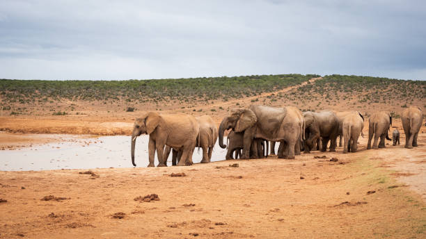 istock Elephants in Addo National Park 2184214629