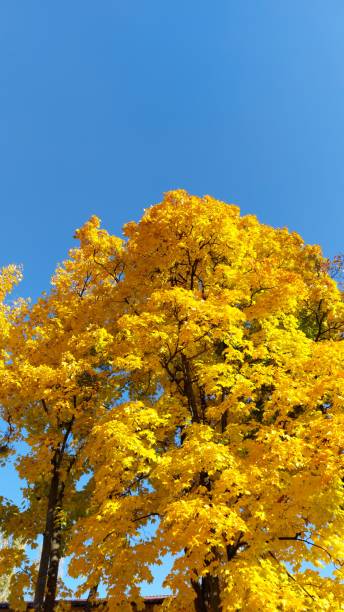 istock Golden Autumn Foliage Under Clear Blue Sky 2184215355