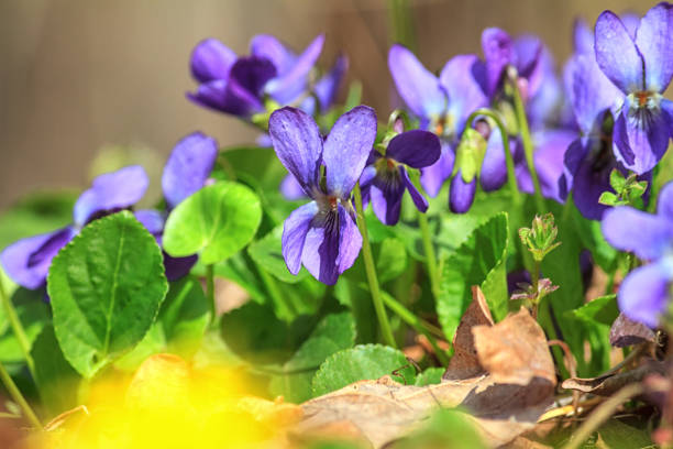 Violet violets flowers bloom in the spring forest. Viola odorata