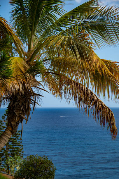 istock Exotic Palm Tree On Ocean Background in Tenerife 2184215753