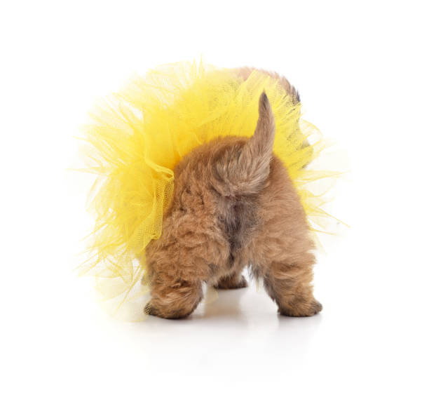 istock Puppy in a yellow skirt. 2184217399
