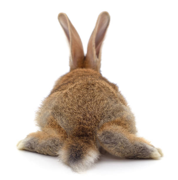 istock The back of a brown rabbit. 2184217531