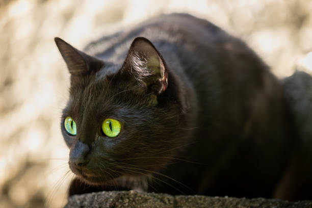 Black cat with yellow-green eyes