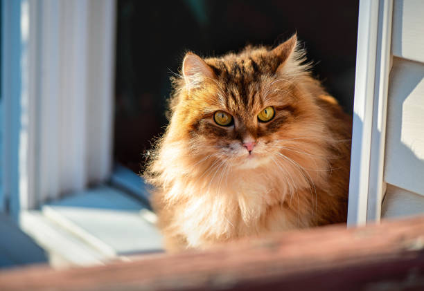 sitting cat brown cat