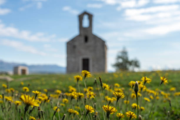 Dandelion flowers in front of small chapel, Church of the Holy Spirit, under Velebit mountain, on small island in Posedarje, Croatia