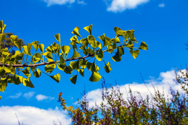 Ginkgo Biloba tree branch. Green leaves, selective focus.