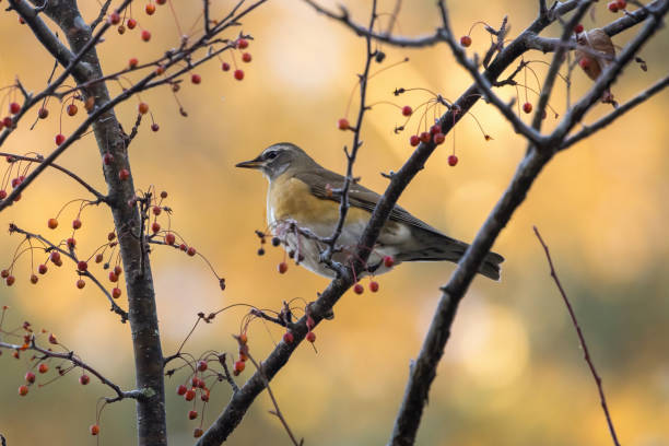 istock Eyebrowed thrush on branch of toringo crabapple tree. 2184222034