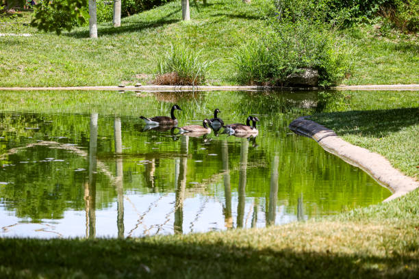 A group of geese floating on a pond