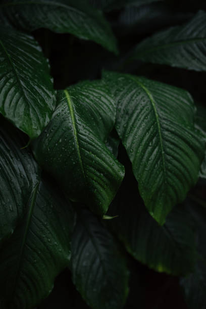 istock Raindrops on the broad, glossy leaves of Spathiphyllum 2184223068