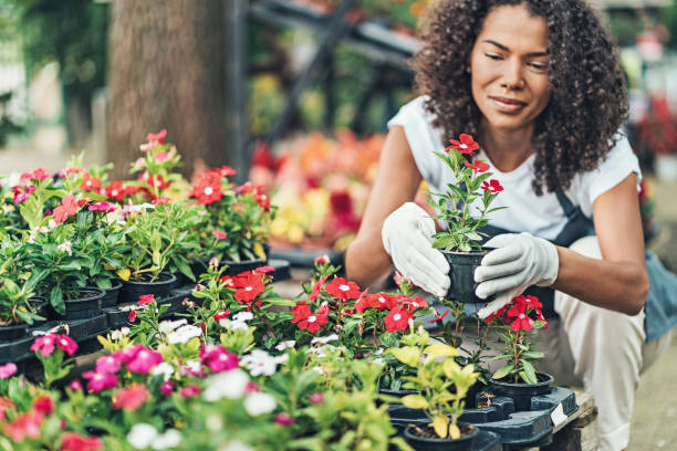 istock Garden center worker arranging potted flowers 2184223149