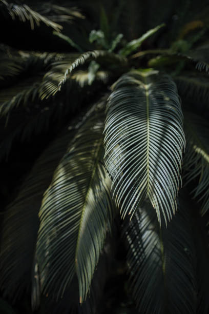 Close up of palm leaf next to old window. Abstract minimal interior design background decor template mockup. Concept of ecology exotic plant. Warm tan sunlight shadows through green window. Aesthetic Green plants in botanical garden indoor