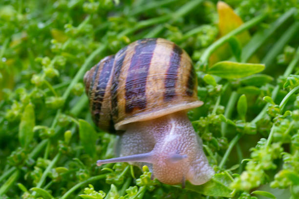 Snail on green grass