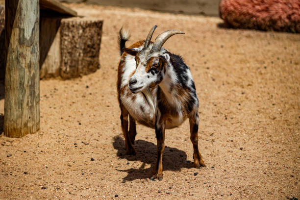 young mountain goat at the zoo