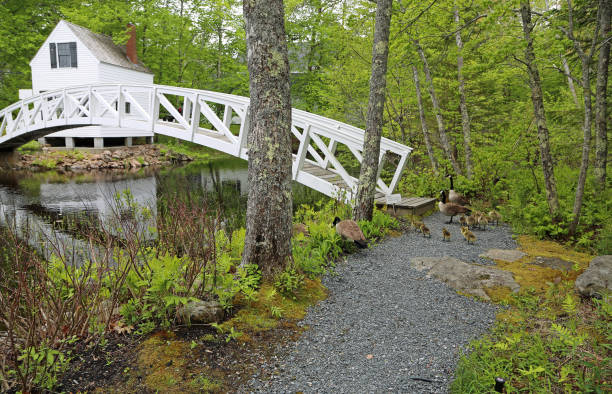 istock Path to Somesville Bridge 2184224772