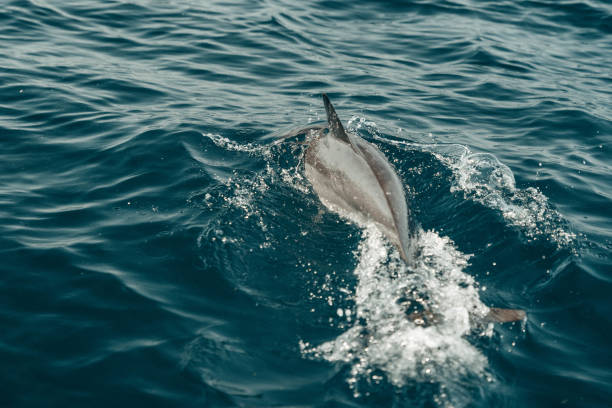 istock Muscat Oman Shore Dolphin Ocean Water Boat 2184224849