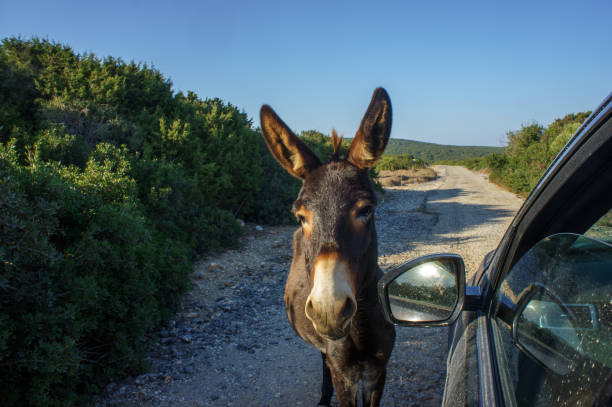 istock Curious donkey approaches car along a dusty road in a tranquil natural setting during daylight hours. 2184225446