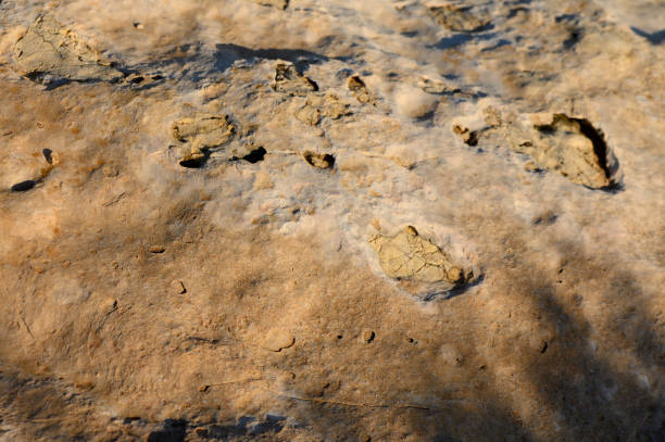 istock Fossilized remains on ancient rock surface illuminated by sunlight on a warm afternoon. 2184225544