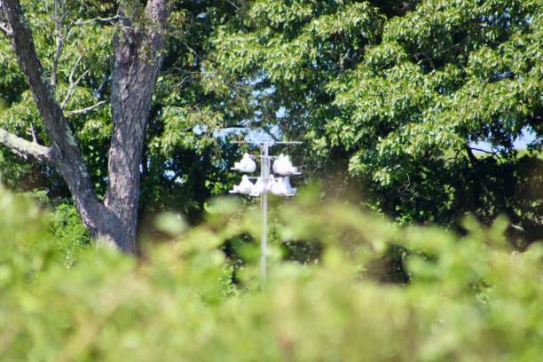 istock Purple Martin House 2184225902