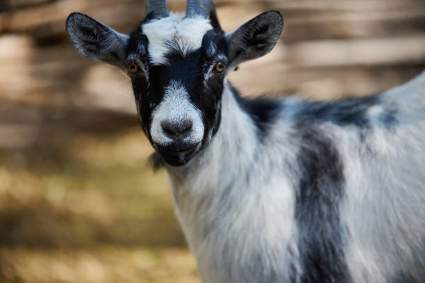 face of goat