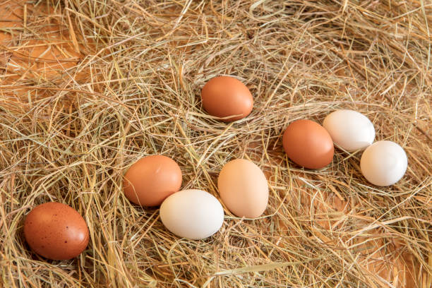 istock Fresh chicken eggs in the hay nest 2184226397