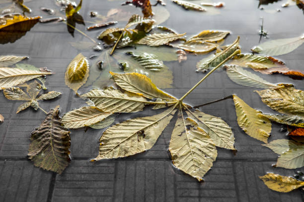 Autumn fallen leaves on a pavement with puddles.