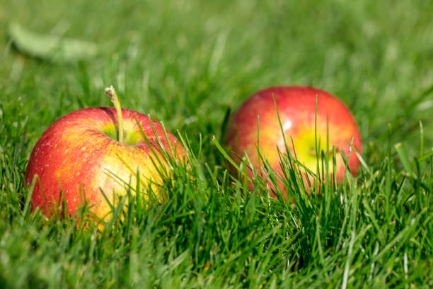 Close-up of red fallen apples on a green grass background in the orchard garden. Shallow depth of field. Space for copy.