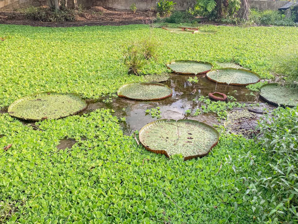 Amazon pond with giant water lilies and aquatic plants