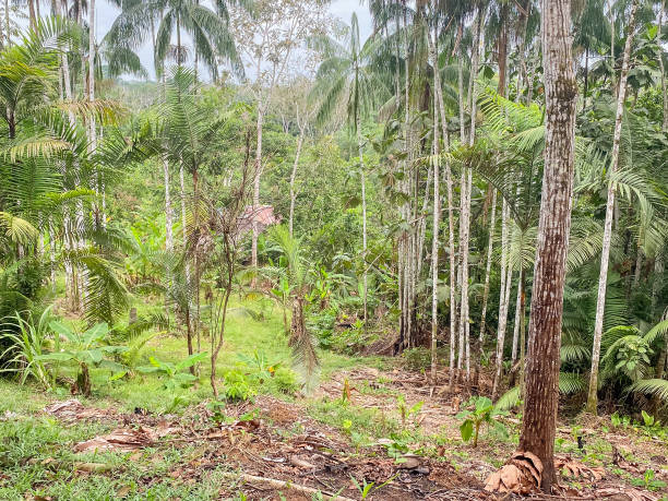 Dense Amazon rainforest with tall palm trees and lush vegetation