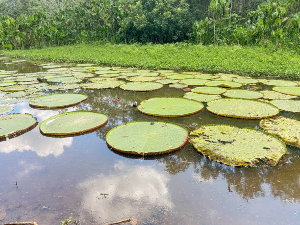 istock Giant Amazonian water lilies on a tranquil pond 2184228868