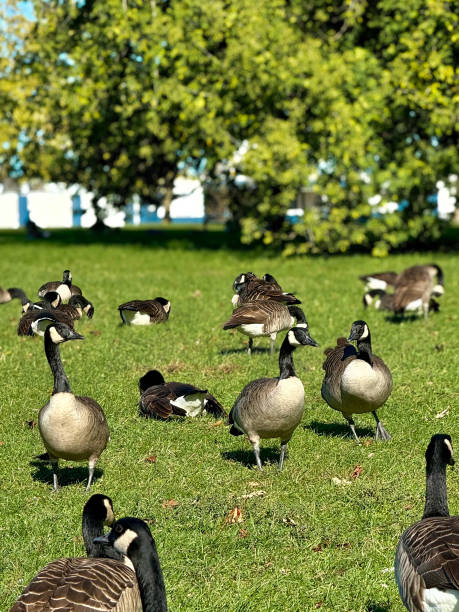 istock Chicago geese grazing on grass at lakefront trail 2184229962