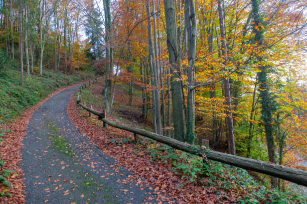 Road in the forest with autumn colors