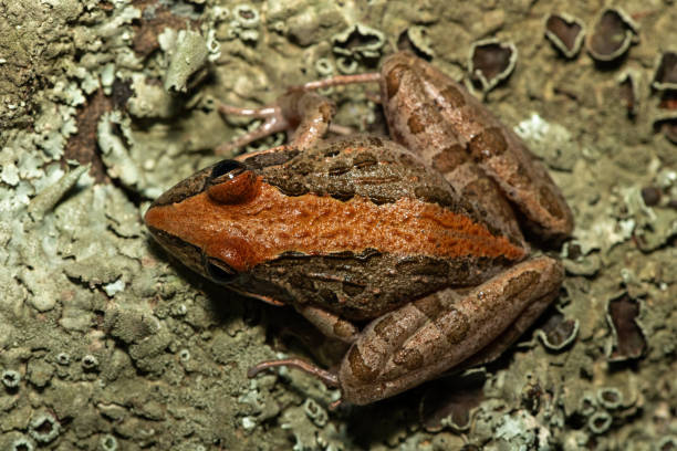istock Clicking Stream Frog, also known as a Gray’s Stream Frog or Spotted Stream Frog (Strongylopus grayii) 2184231011
