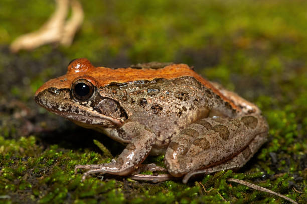 istock Clicking Stream Frog, also known as a Gray’s Stream Frog or Spotted Stream Frog (Strongylopus grayii) 2184231075