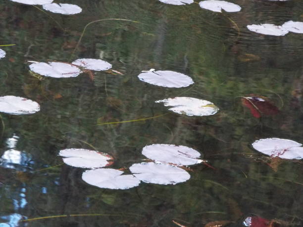 Flowers, trees, lakes, outdoors, forest, field, leaves and various nature