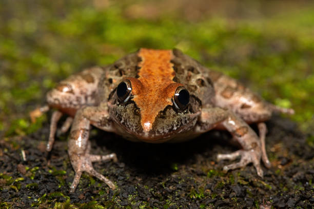 istock Clicking Stream Frog, also known as a Gray’s Stream Frog or Spotted Stream Frog (Strongylopus grayii) 2184231113