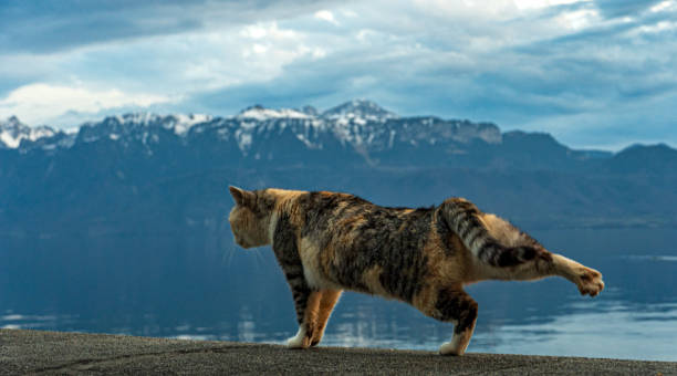 A cat stretching in the Swiss Alps with a cloudy sky