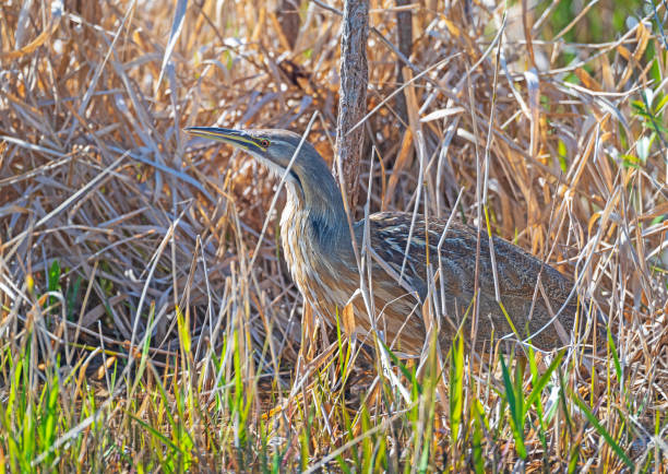 istock American Bittern Trying Hide in the Reeds 2184231835