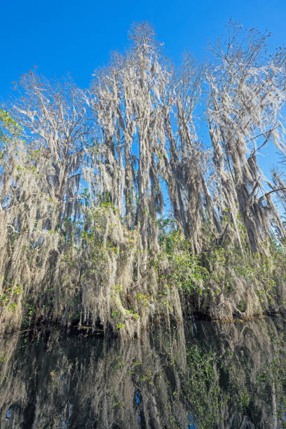 Cypress and Spanish Moss on a Wetland Shore in the Okefenokeee National Wildlife Refuge in Georgia