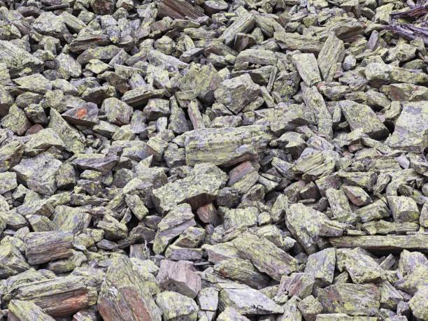 A dense collection of moss-covered stones lies scattered across the ground, creating a textured landscape rich in earthy colors under natural light.