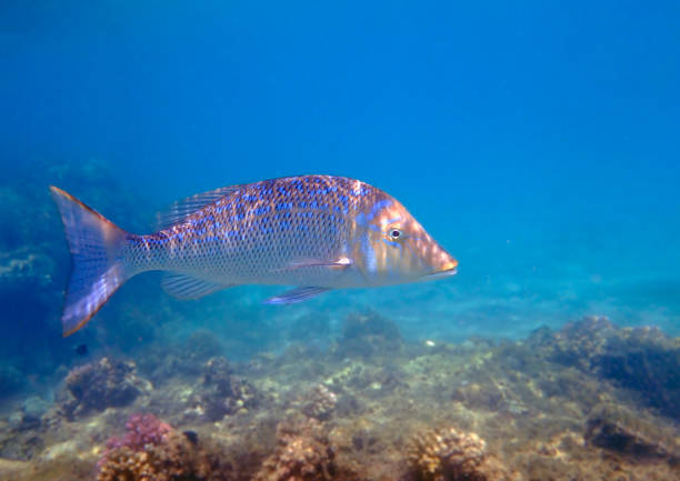 Lethrinus nebulosus, the spangled emperor, green snapper, morwong, north-west snapper, sand bream, sand snapper, sixteen-pounder, sharie, sheri and yellow sweetlip
