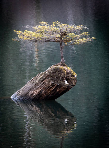 istock Bonsai Tree in Fairy Lake 2184235338