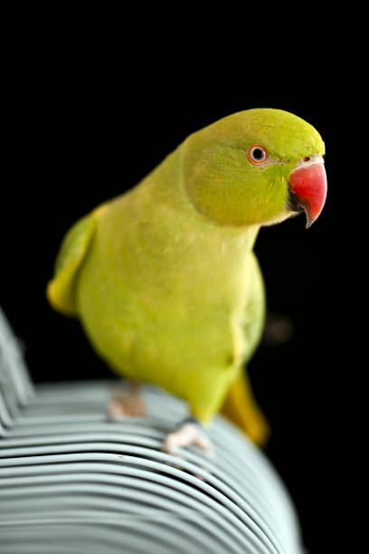 istock Close up shot of one young Alexandrine parrot 2184236032