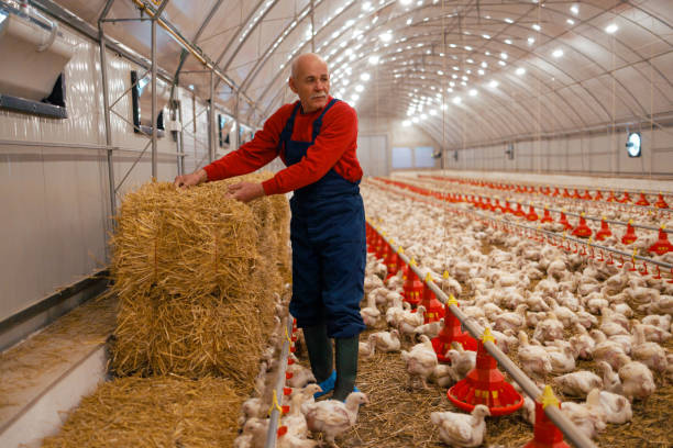 tending to poultry bedding - chăn nuôi gia cầm hình ảnh sẵn có, bức ảnh & hình ảnh trả phí bản quyền một lần