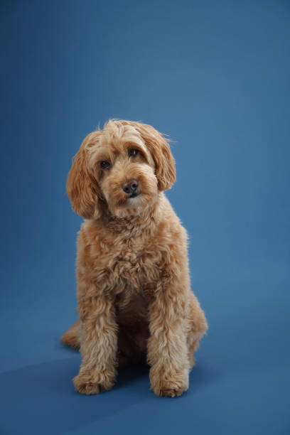 istock Dog sitting attentively on blue background 2184237856