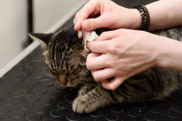 istock grooming of smoky cat 2184237949