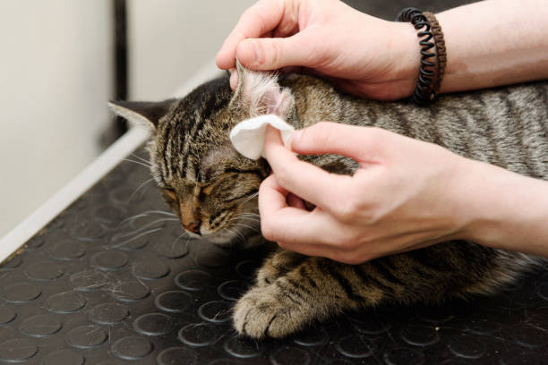 istock grooming of smoky cat 2184237951