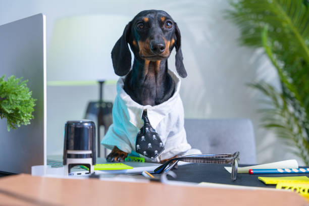 istock Dachshund in office attire working at desk 2184237986