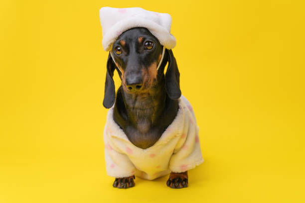 Dachshund in pajamas on yellow background