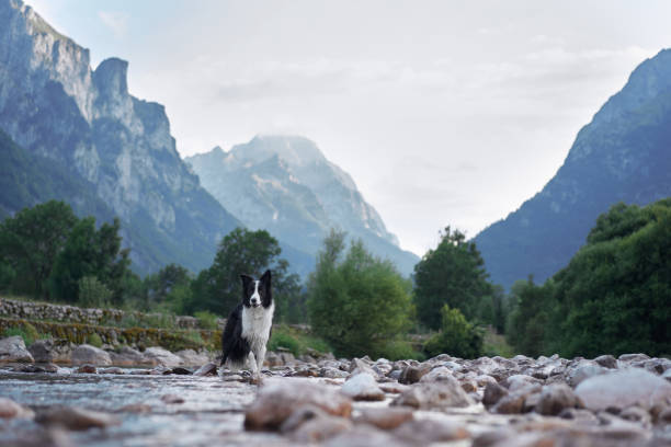 istock Border Collie walking on rocky riverbed in mountain valley 2184238076